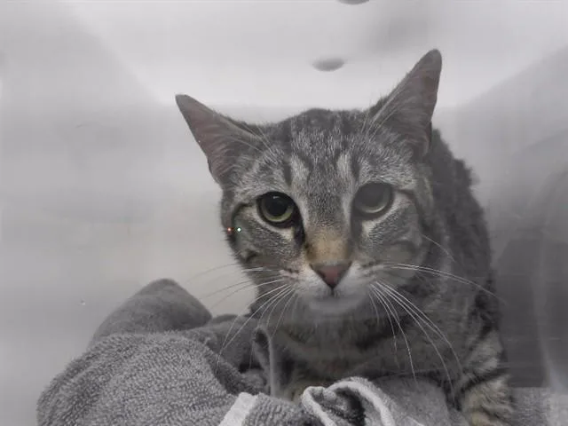 A young small-sized male Domestic Short Hair cat named Arlyn for adoption in Omaha, NE