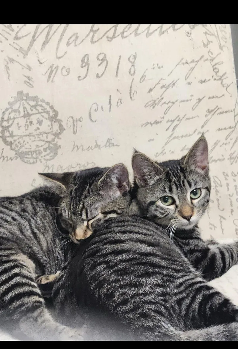 Presley & Purrrcilla