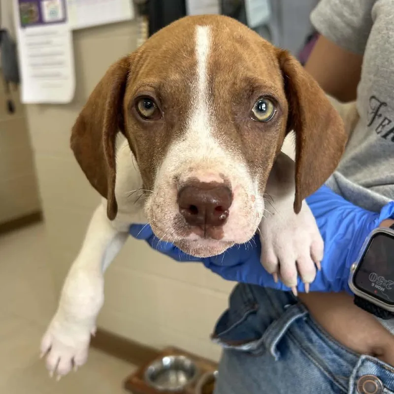 A baby small-sized male White / Cream Mountain Cur dog named Freddie for adoption in Caryville, TN