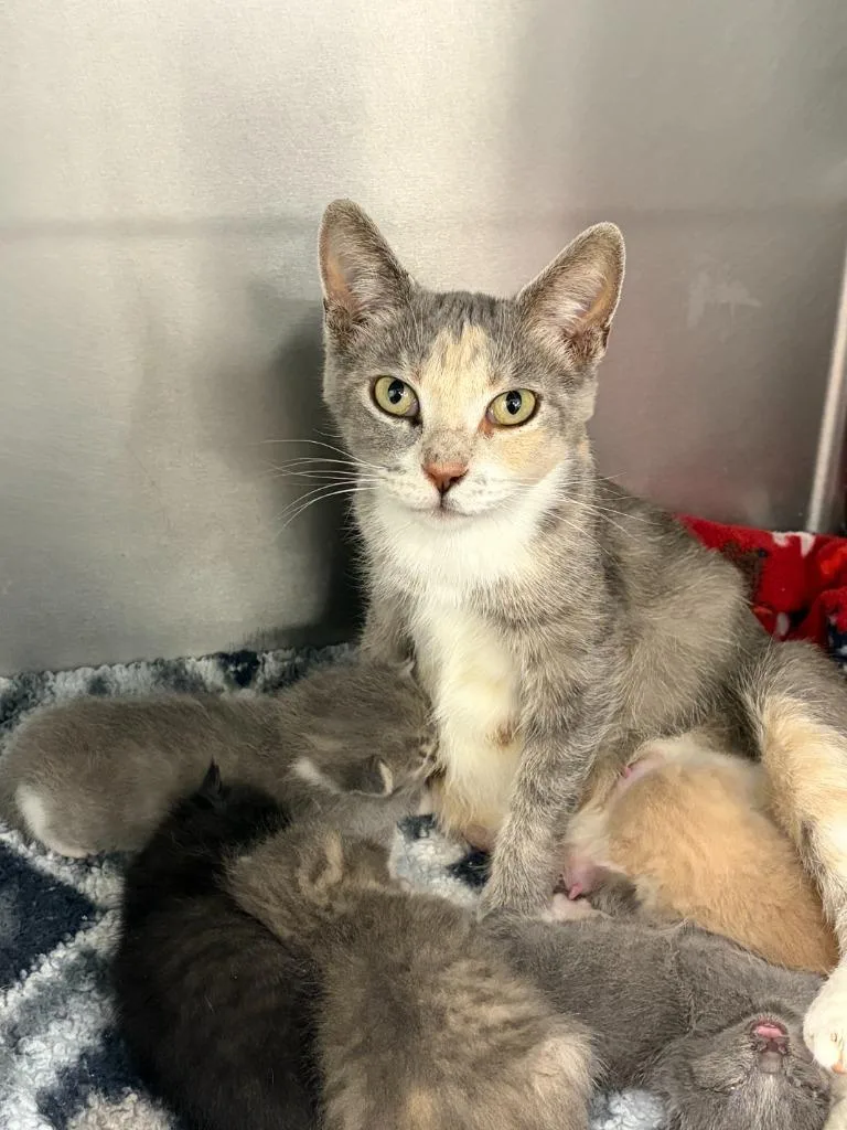A young medium-sized female Domestic Short Hair cat named Mama Ivory for adoption in Portland, IN