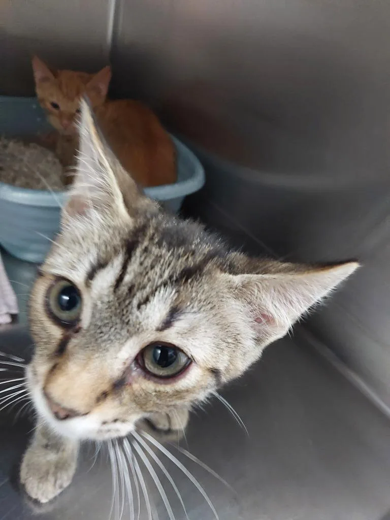 A baby medium-sized male Domestic Short Hair cat named Noodle for adoption in Mocksville, NC