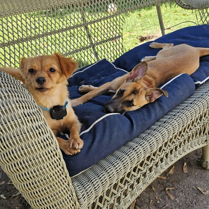 A young small-sized female Apricot / Beige Chihuahua dog named Nicky for adoption in Baldwin, MD