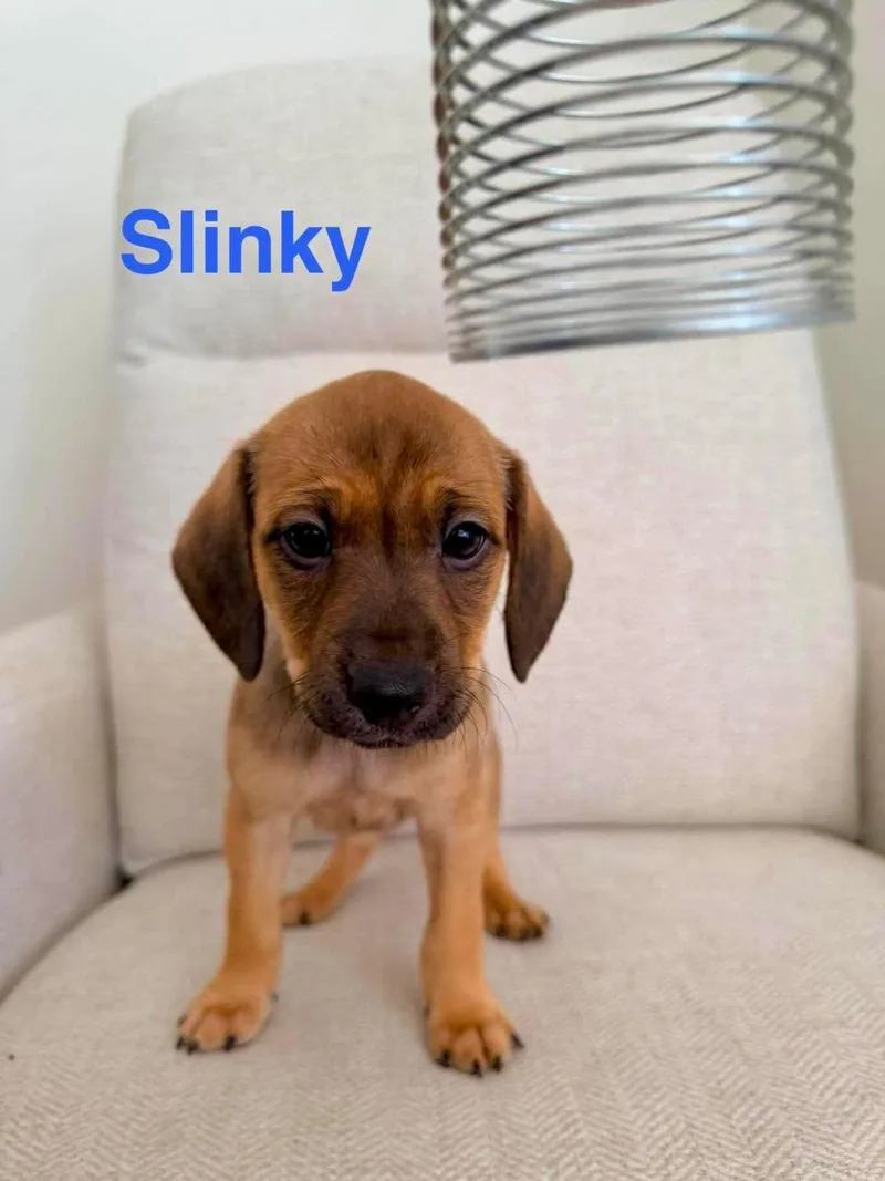 Slinky thumbnail 2