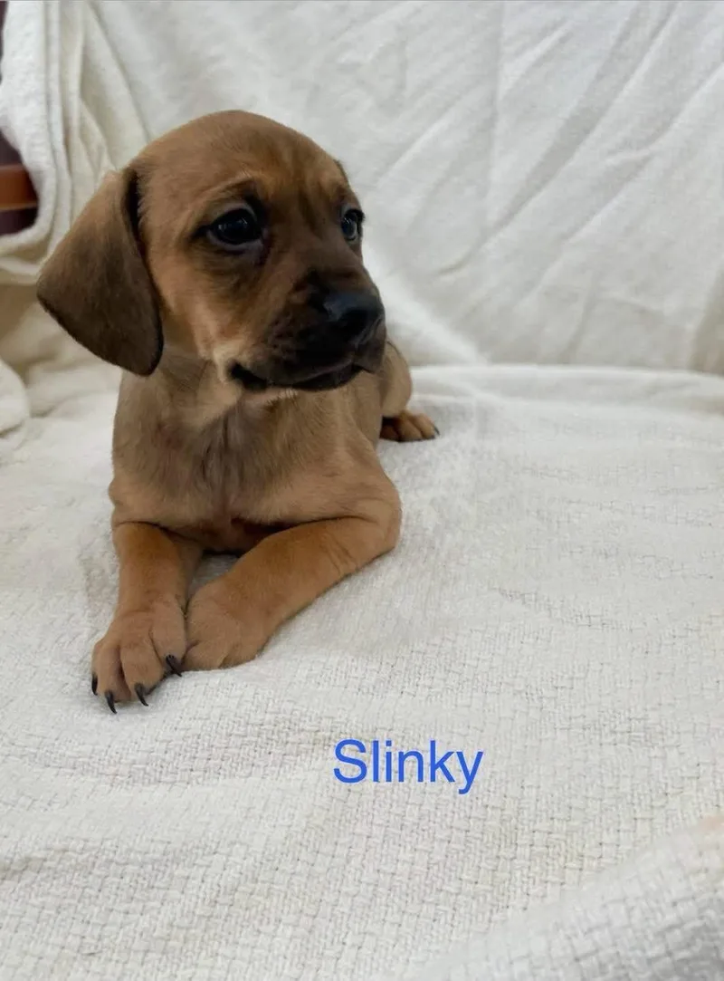 Slinky thumbnail 3