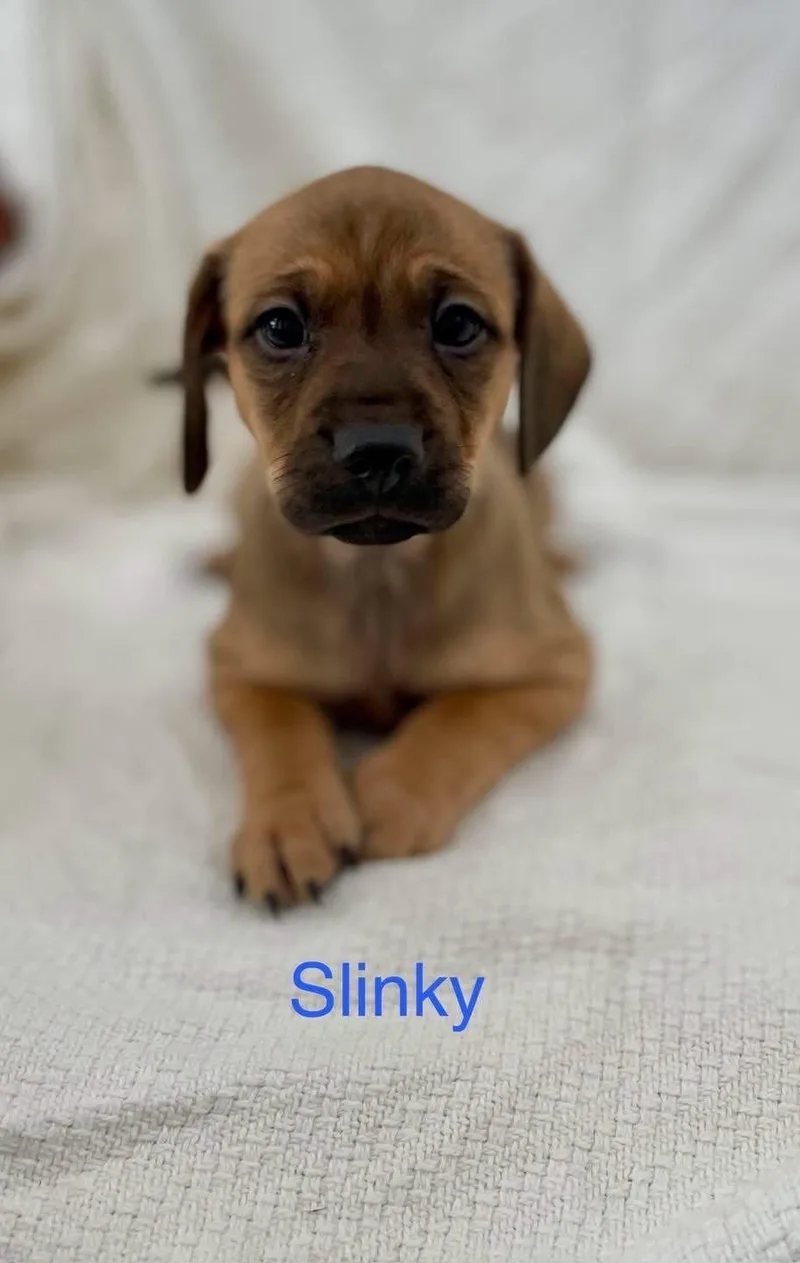 Slinky thumbnail 4