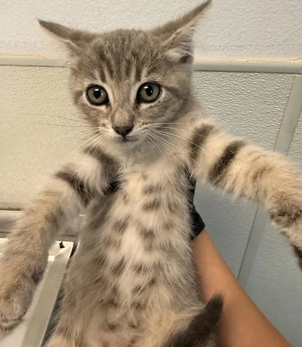 A baby small-sized female Domestic Short Hair cat named Meowly Cyrus for adoption in Escondido, CA