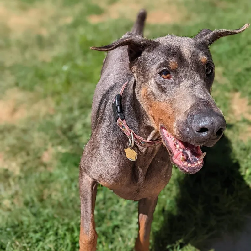 A senior large-sized male Gray / Blue / Silver Doberman Pinscher dog named King  I'm A for adoption in Sandown, NH