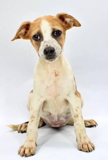 A baby large-sized female Beagle dog named Roomba for adoption in Morton Grove, IL