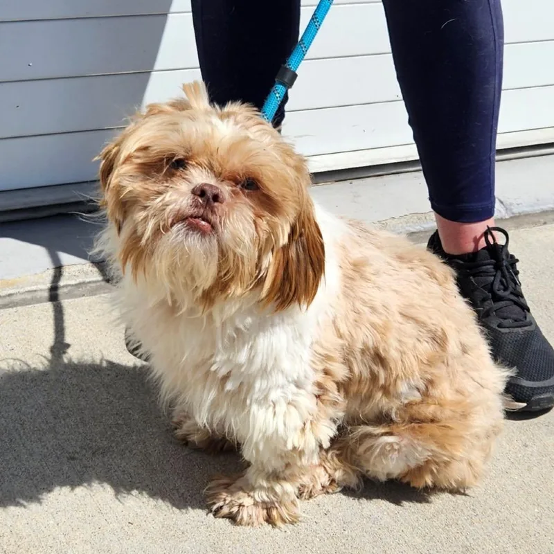 An adult small-sized male Yellow / Tan / Blond / Fawn Pekingese dog named Toby for adoption in Prospect, KY