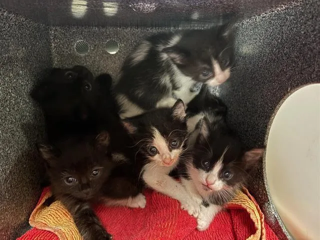 A baby small-sized female Domestic Short Hair cat named Jess for adoption in Tustin, CA