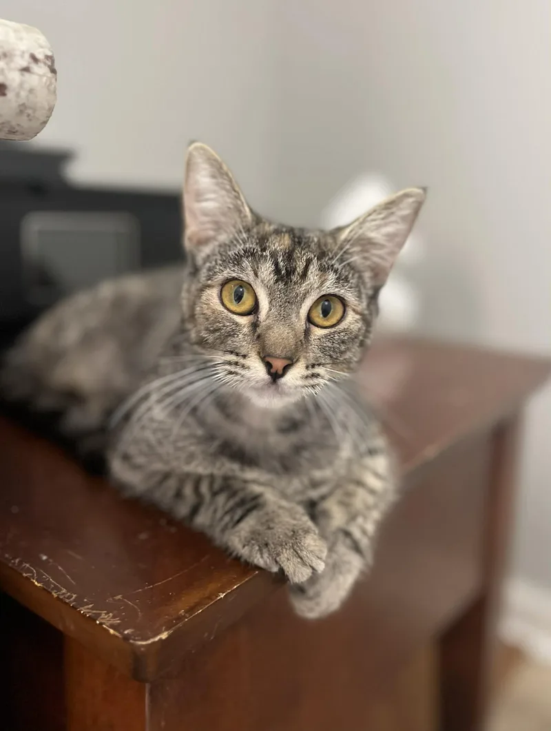 A young medium-sized female Tabby (Gray / Blue / Silver) Domestic Short Hair cat named Flutter for adoption in Gulfport, MS