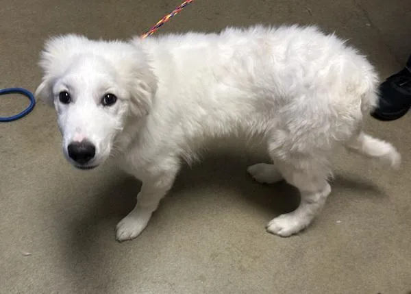 A baby medium-sized male Great Pyrenees dog named Comet for adoption in Salt Lake City, UT