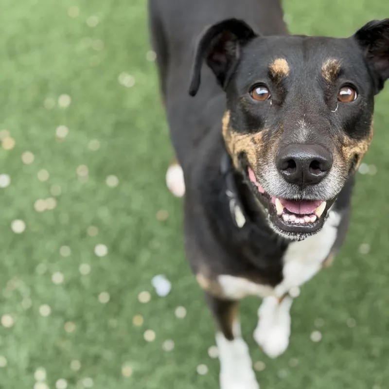 An adult medium-sized female Black Catahoula Leopard Dog dog named Xena for adoption in New Orleans, LA