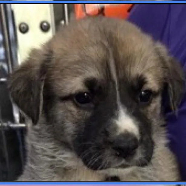 A baby medium-sized male Black Mixed Breed dog named Frog for adoption in Tacoma, WA