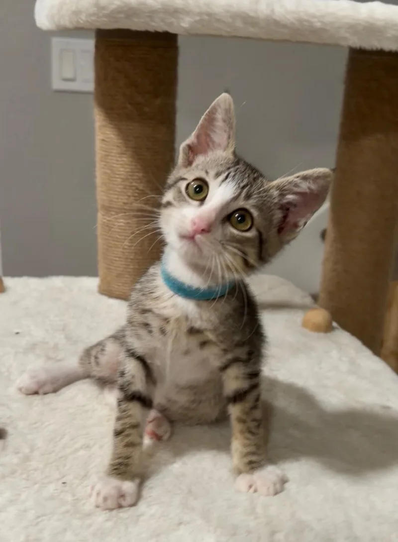 A baby medium-sized male Tabby (Brown / Chocolate) Tabby cat named Baxter for adoption in Oakley, CA