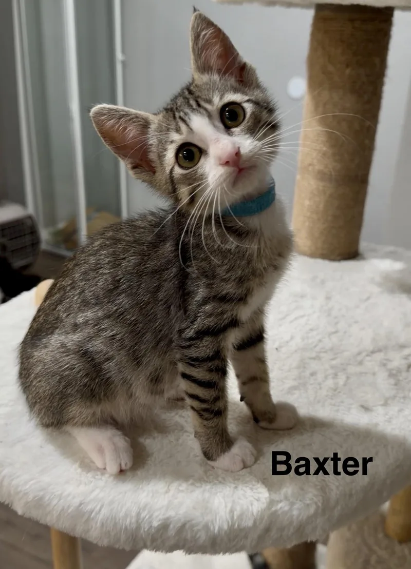 Baxter thumbnail 2
