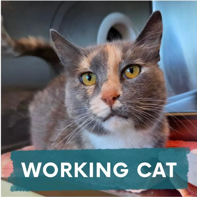A young medium-sized female Tortoiseshell Domestic Long Hair cat named Cecilia for adoption in Asheville, NC