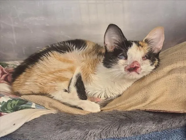 A young medium-sized female Domestic Short Hair cat named Amber for adoption in Woodland, CA