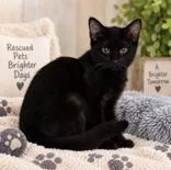 A baby medium-sized female Black Domestic Short Hair cat named Holland for adoption in Portsmouth, OH