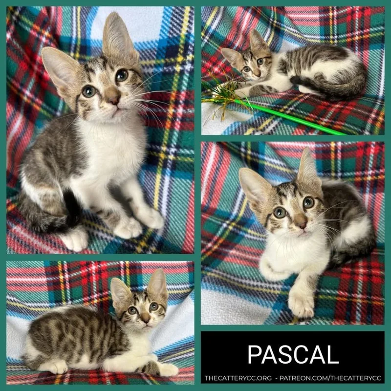 A baby small-sized male Domestic Short Hair cat named Pascal for adoption in Corpus Christi, TX