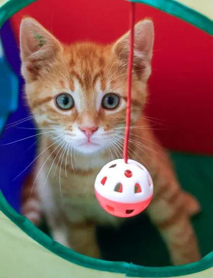 A baby small-sized male Domestic Short Hair cat named Jimmy for adoption in Verona, WI