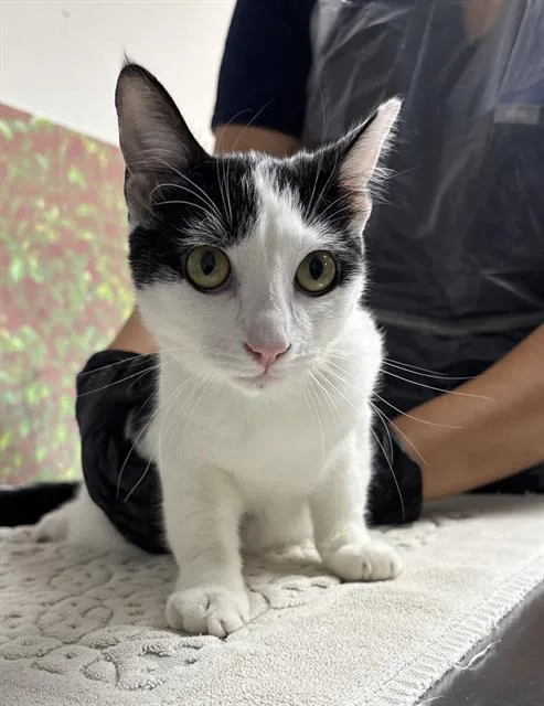 A young small-sized female Domestic Short Hair cat named Boo for adoption in San Antonio, TX