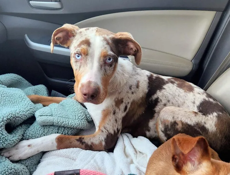 A young medium-sized male Catahoula Leopard Dog dog named Ziggy for adoption in Willingboro, NJ
