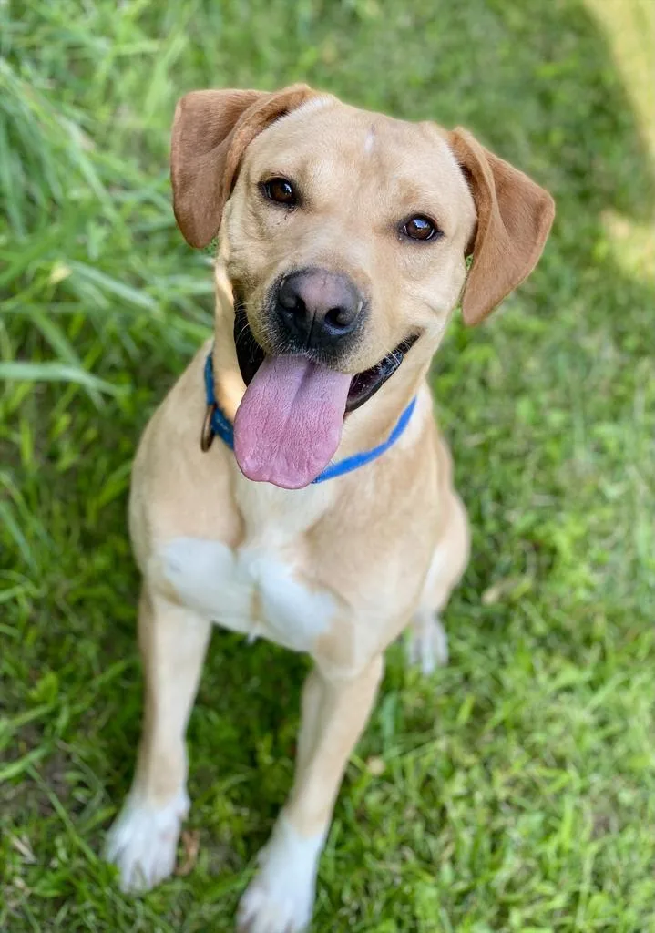 An adult large-sized male Labrador Retriever dog named Hendry for adoption in Decorah, IA