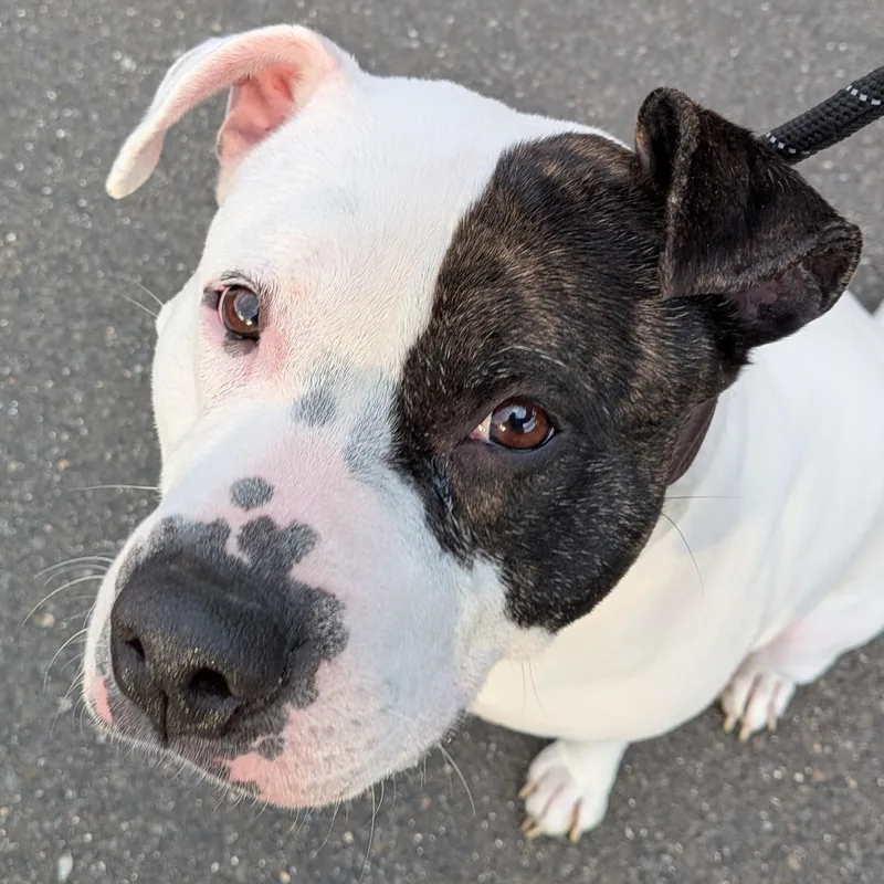 An adult large-sized female White / Cream American Bulldog dog named Roxy for adoption in Middlebury, CT
