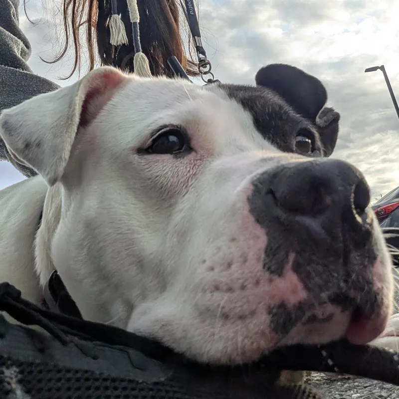 Roxy thumbnail 3