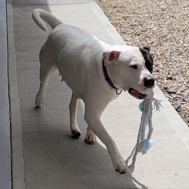 Roxy thumbnail 4