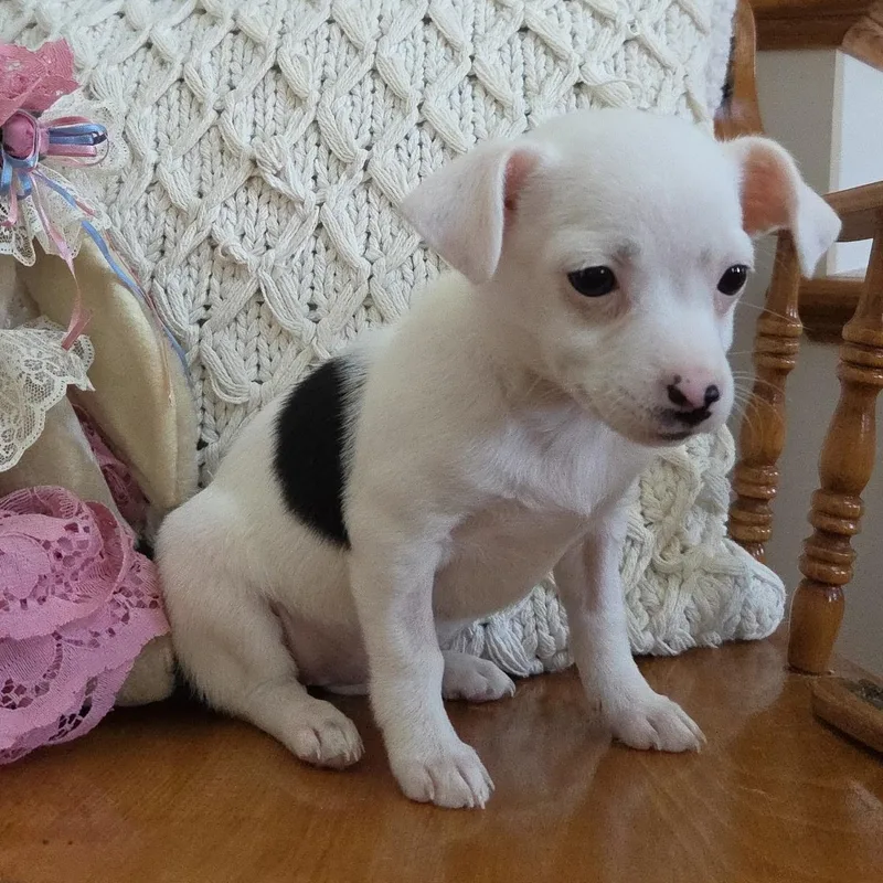 A baby small-sized female White / Cream Dachshund dog named Pearl for adoption in Carmel, NY