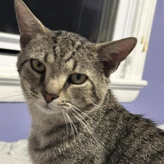 A young large-sized male Domestic Short Hair cat named Munchkin for adoption in Aldie, VA