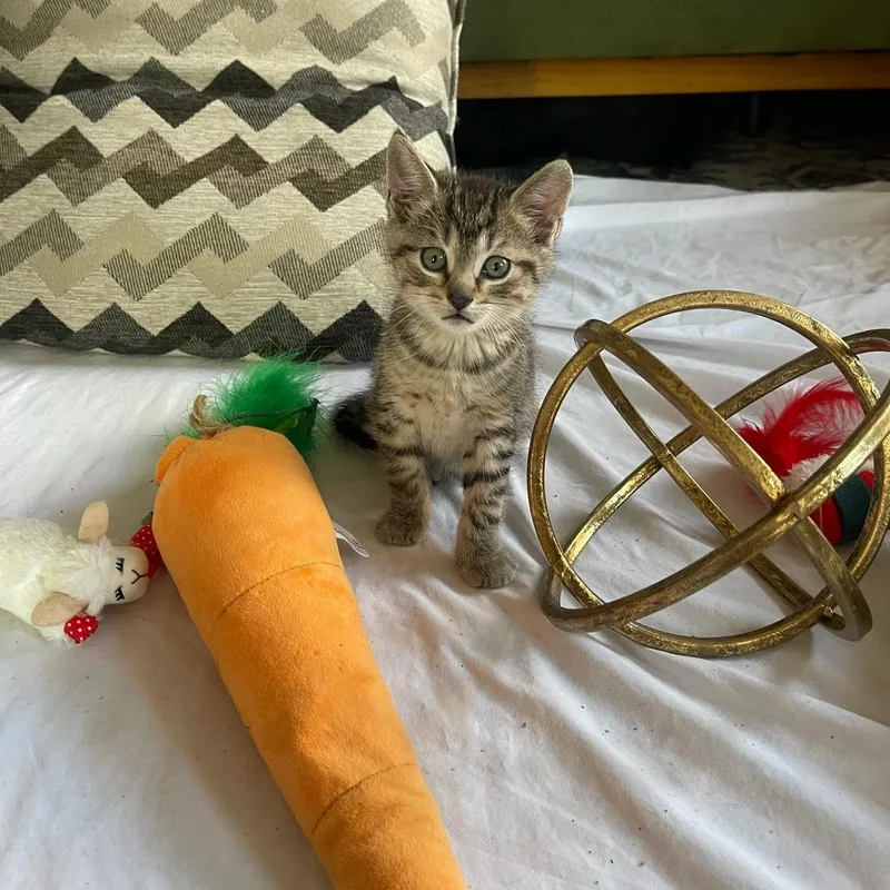 A baby small-sized male Tabby (Brown / Chocolate) Domestic Short Hair cat named Crockett for adoption in Hudson, NY