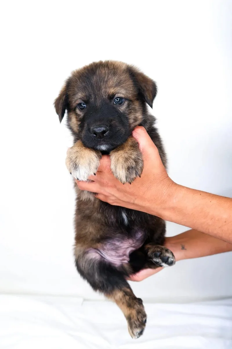A baby medium-sized male Brindle Shepherd dog named Tarzan for adoption in Bixby, OK