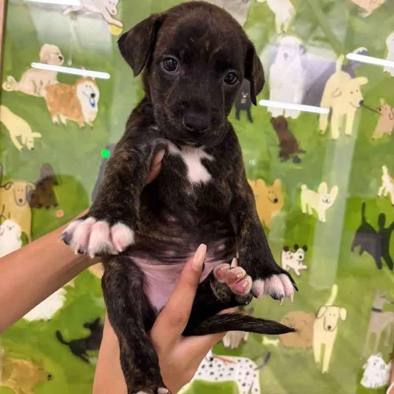 A baby small-sized male Brindle Catahoula Leopard Dog dog named Aston for adoption in Tampa, FL