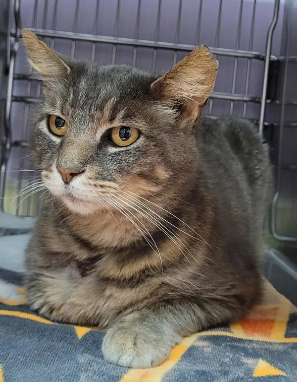 A senior medium-sized male Domestic Short Hair cat named Grebe for adoption in Vancouver, WA