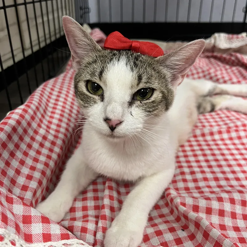 A young medium-sized female Gray & White Domestic Short Hair cat named Nikki for adoption in South El Monte, CA