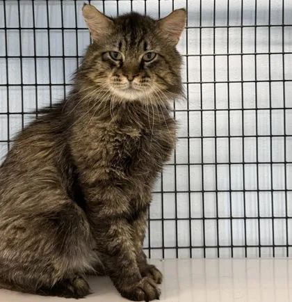 An adult large-sized male Domestic Long Hair cat named Big Boy for adoption in Mount Pleasant, IA