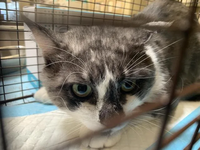 An adult medium-sized male Domestic Short Hair cat named Smoke for adoption in Sacramento, CA