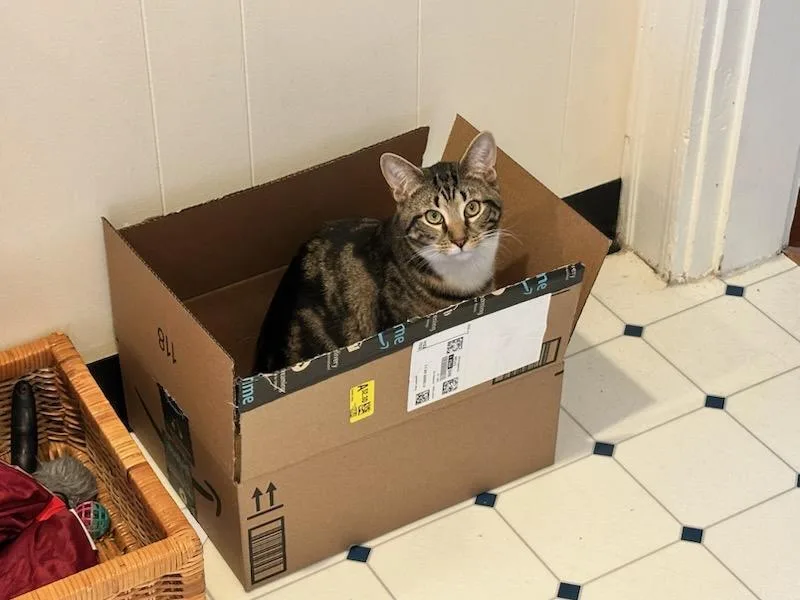 Moe And Curly thumbnail 2