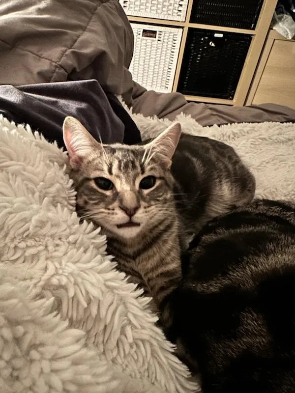 Moe And Curly thumbnail 3