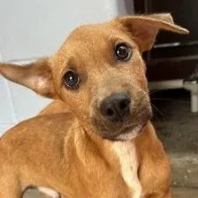 A baby medium-sized male Red / Chestnut / Orange Mixed Breed dog named Charles for adoption in Fernandina Beach, FL