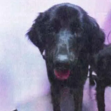A young large-sized female Black Labrador Retriever dog named Louise for adoption in Tacoma, WA