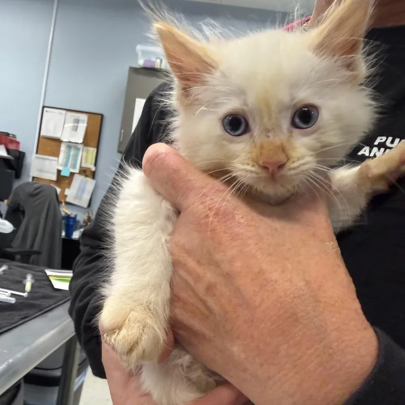 A baby small-sized male Cream / Ivory Domestic Medium Hair cat named Beach Boy for adoption in Milton, FL