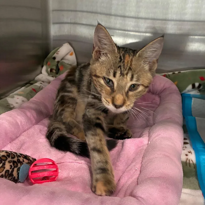 A baby small-sized female Brown / Chocolate Domestic Short Hair cat named Autumn for adoption in Richmond Hill, GA