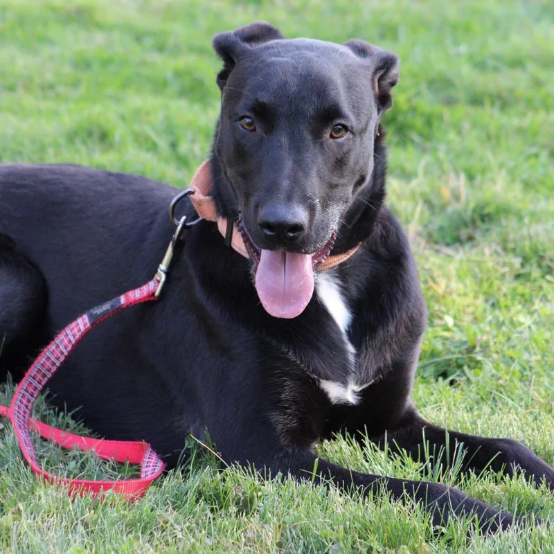 A young medium-sized male German Shepherd Dog dog named Bear for adoption in West Richland, WA