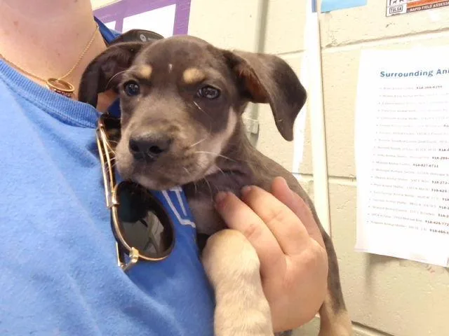 A baby small-sized female Black and Tan Coonhound dog named Tax Fraud for adoption in Tulsa, OK