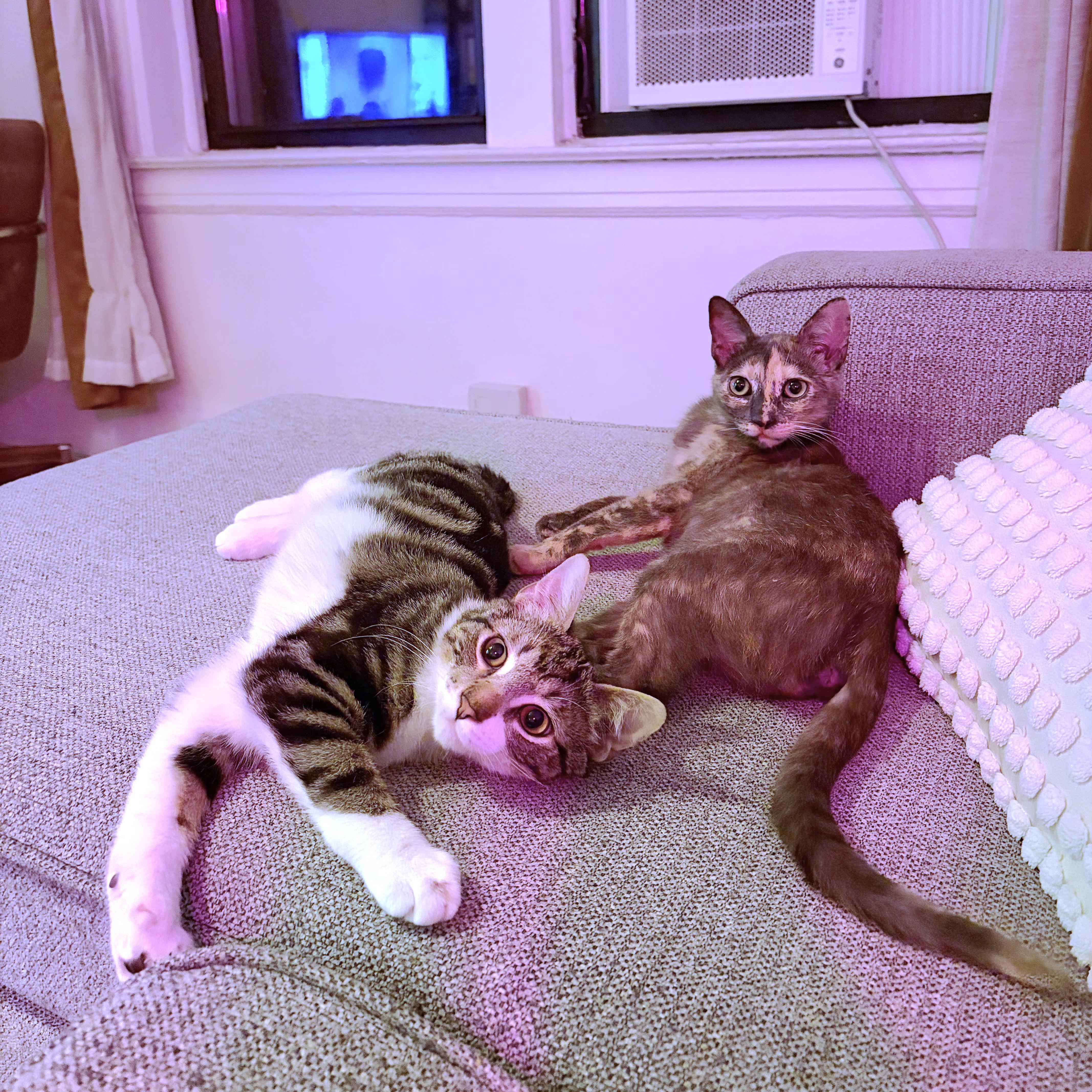 A young medium-sized female Domestic Short Hair cat named Frenchie & Partridge for adoption in Brooklyn, NY