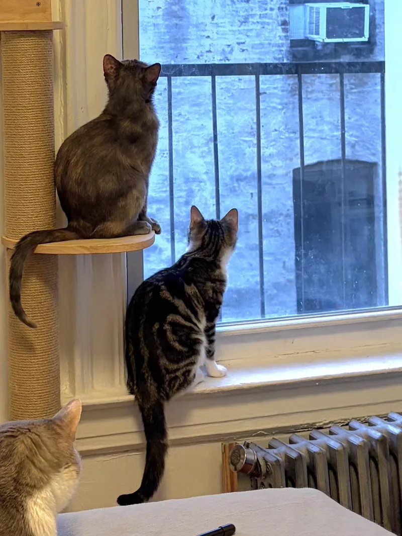 Frenchie & Partridge thumbnail 2